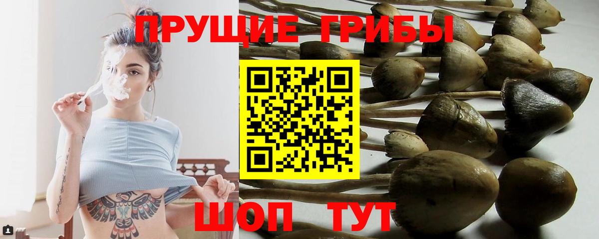 Псилоцибиновые грибы Psilocybine cubensis  Вход с VPN  Балашов 